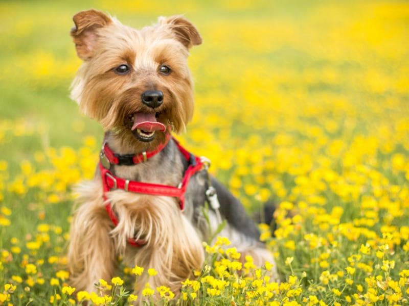 Daisy photo 3