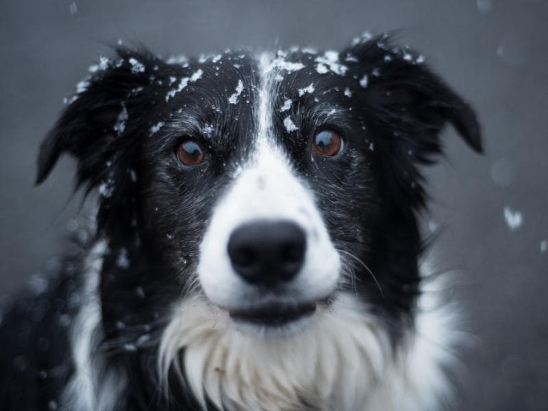 Daisy