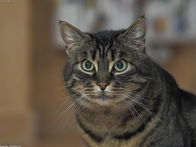 Milo photo 2