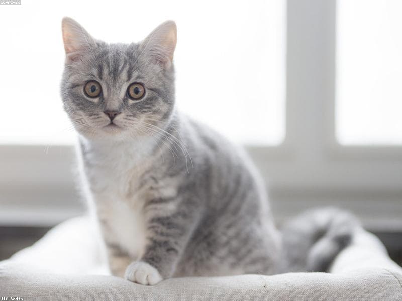 Milo photo 3