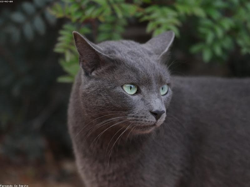Oliver photo 2