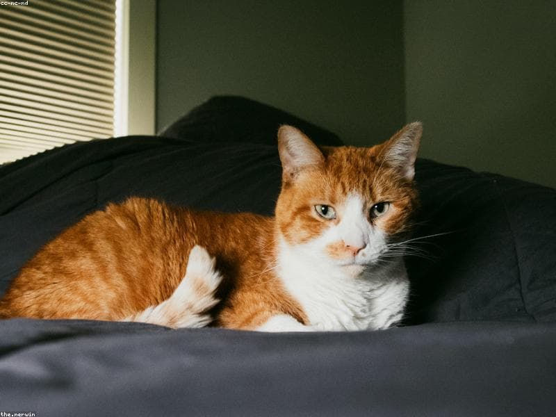 Simba
